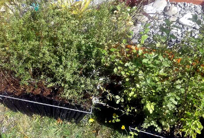 Manuka and Tarata/Lemonwood Seedlings